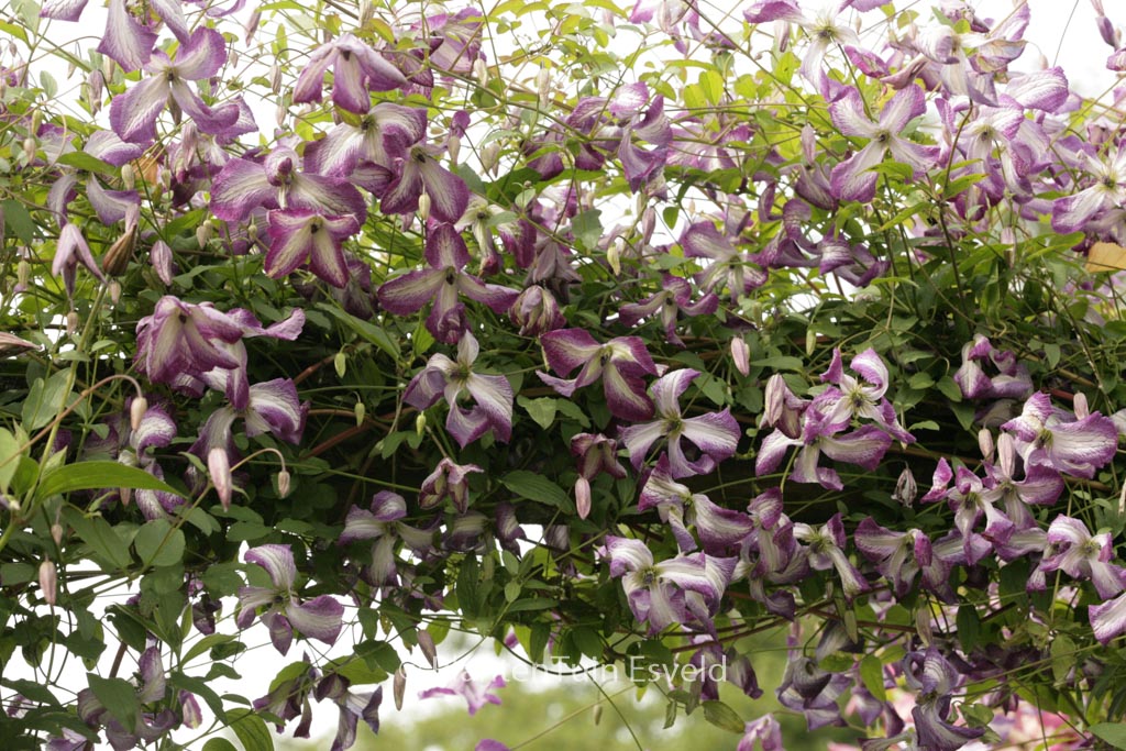 Clematis 'Zoiamlj' (I AM LADY J)