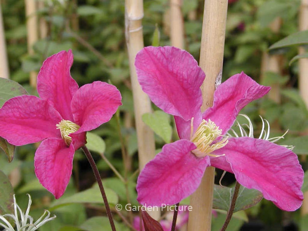 Clematis 'Zoin' (INSPIRATION)