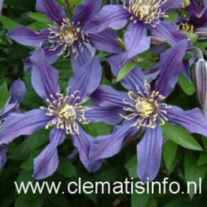 Clematis 'Zomisri' (MISSISSIPPI RIVER)