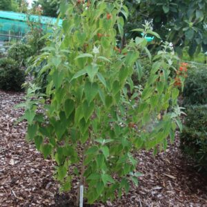 Colquhounia coccinea vestita