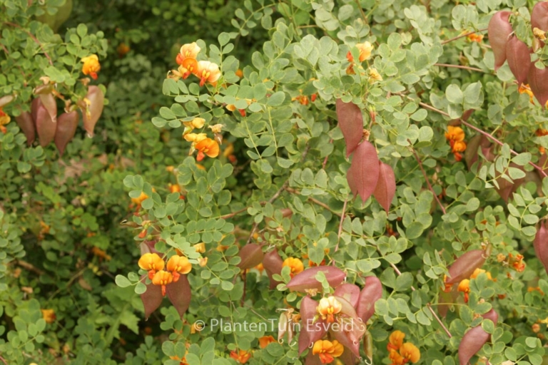 Colutea media 'Copper Beauty'