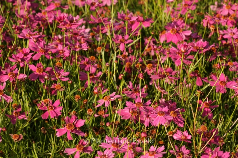 Coreopsis 'Limerock Passion'