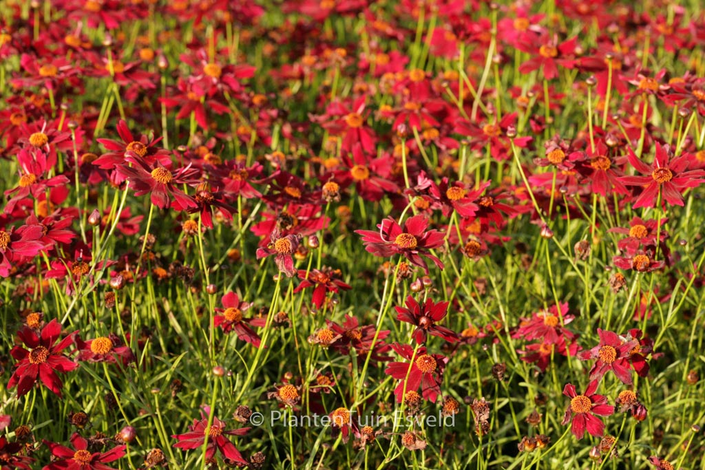 Coreopsis 'Limerock Ruby'