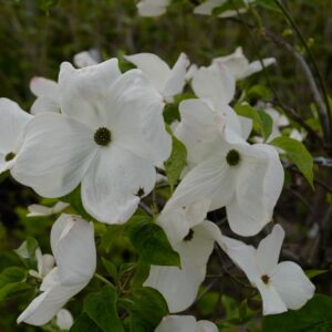 Cornus 'Eddie's White Wonder'