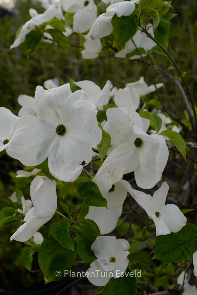 Cornus 'Eddie's White Wonder'