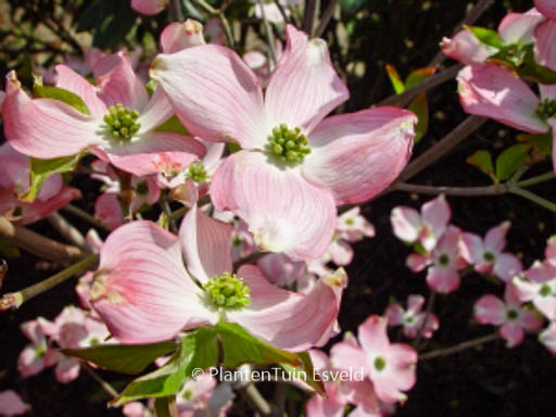 Cornus florida 'Sweetwater Red'