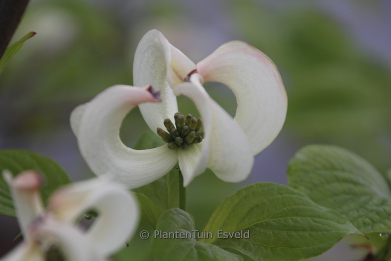 Cornus florida urbiniana