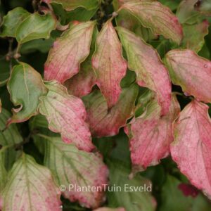 Cornus kousa 'Autumn Rose'