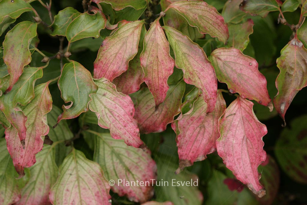 Cornus kousa 'Autumn Rose'