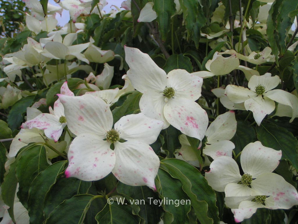 Cornus kousa 'Bultinck's Giant Flower'