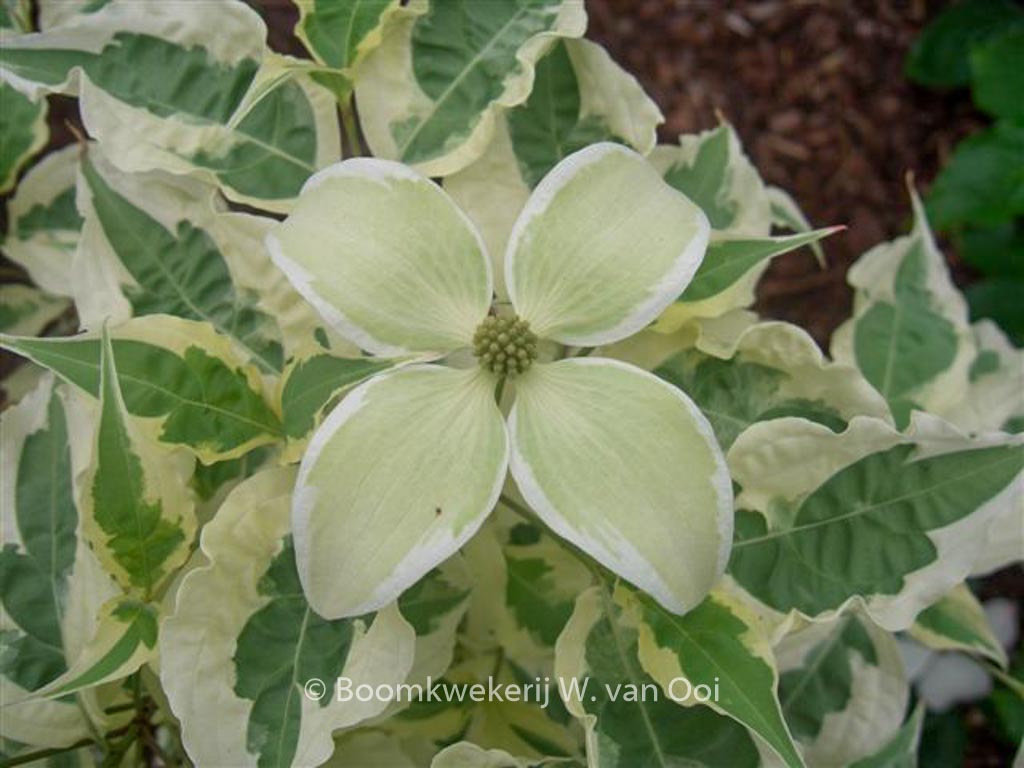 Cornus kousa 'Laura'