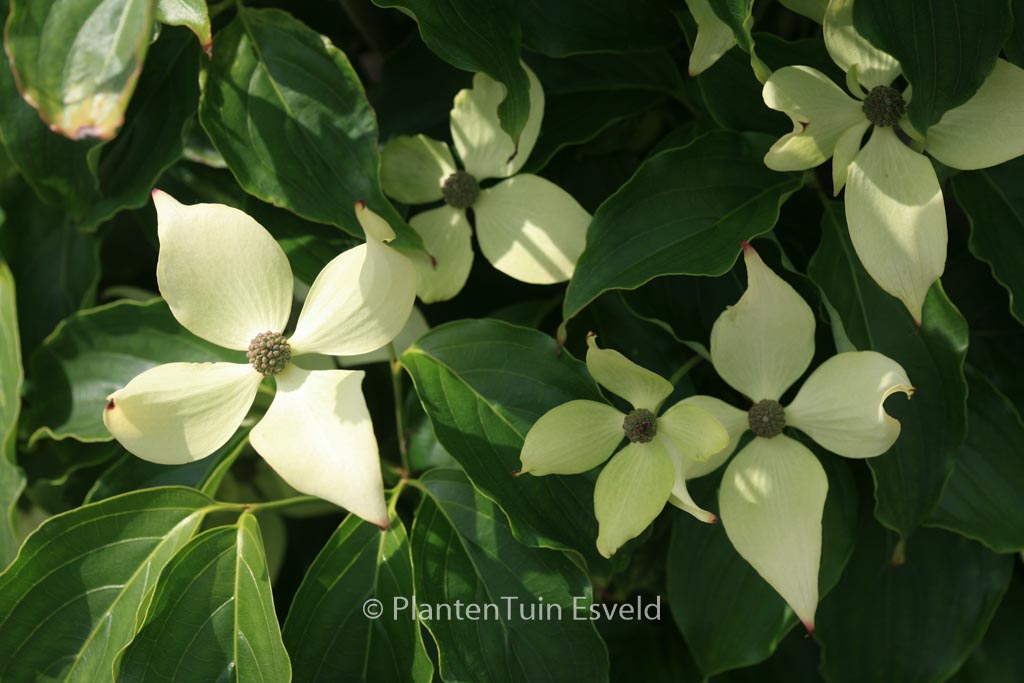 Cornus kousa 'Snowflake'