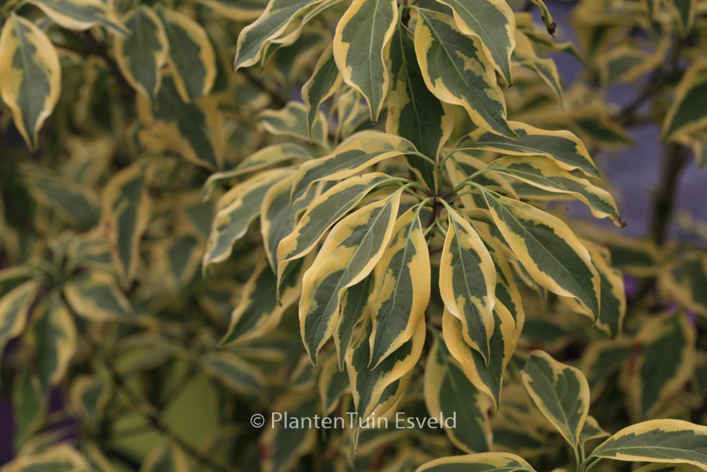 Cornus kousa 'Summer Gold'
