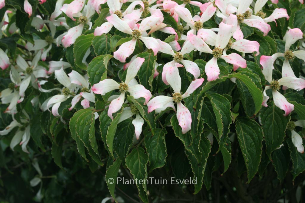 Cornus kousa 'Tsukuba no mine'