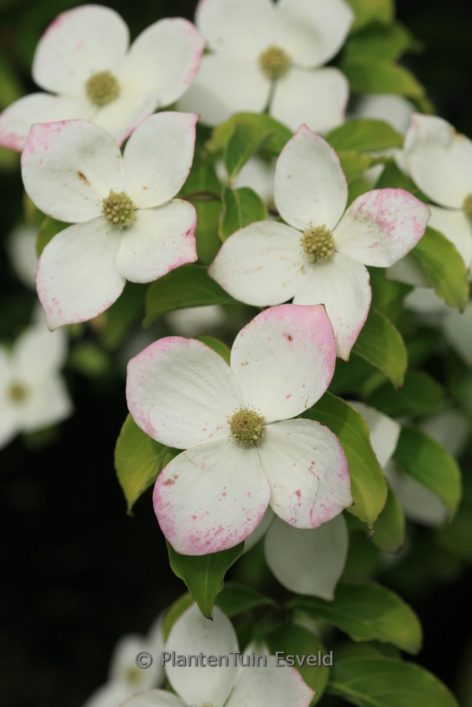 Cornus 'Norman Hadden'