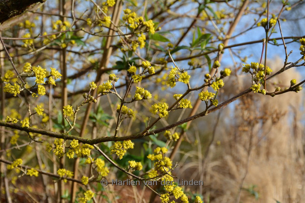 Cornus officinalis 'Robin's Pride'