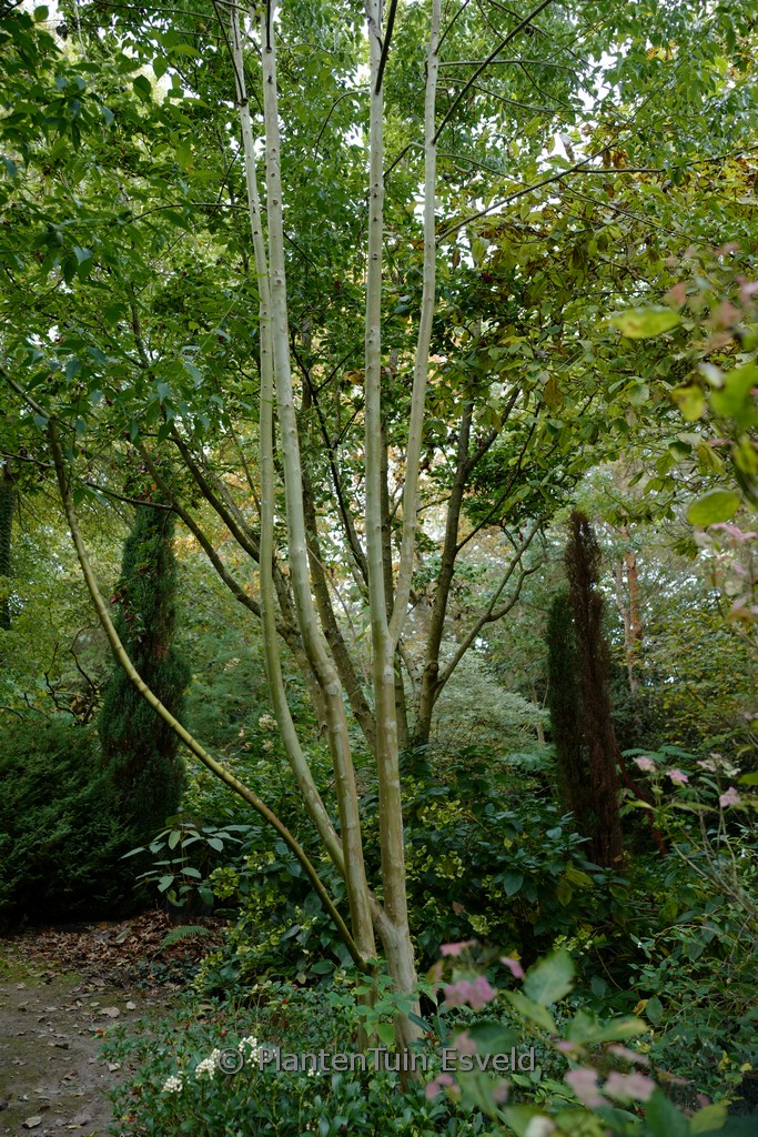 Cornus wilsoniana