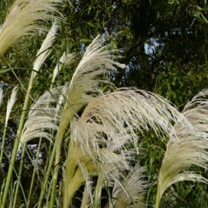 Cortaderia selloana 'Sunningdale Silver'