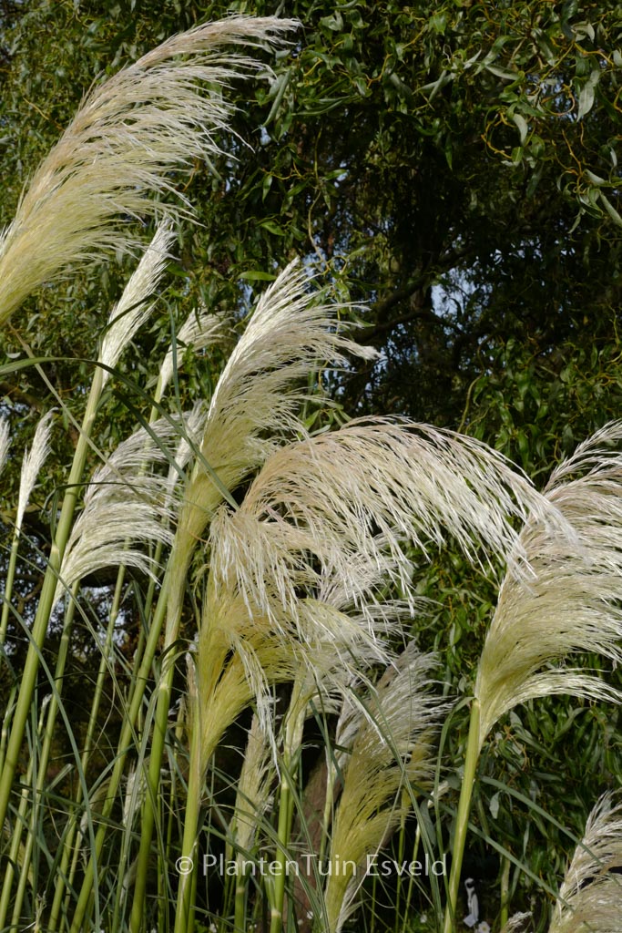 Cortaderia selloana 'Sunningdale Silver'