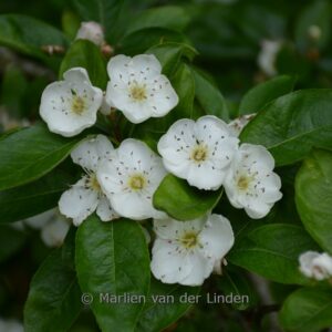 Crataegomespilus grandiflora