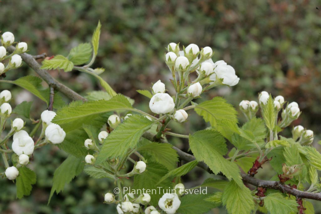 Crataegus coccinea