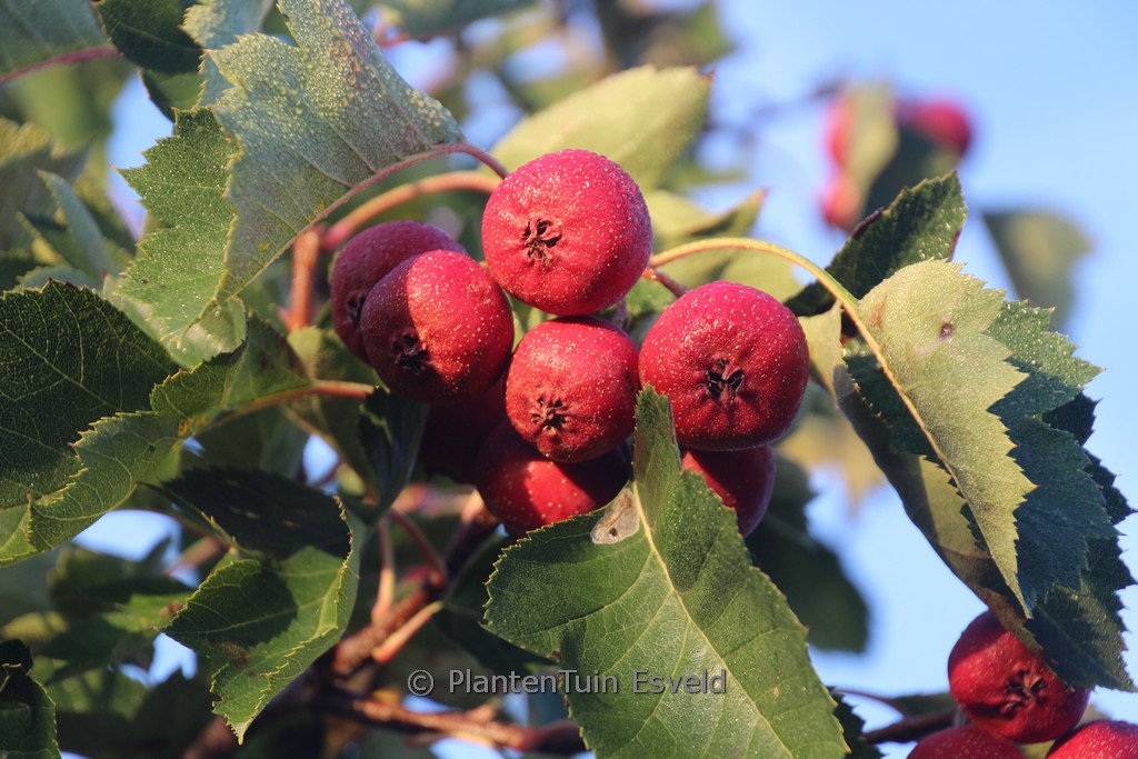 Crataegus pinnatifida 'Big Ball'