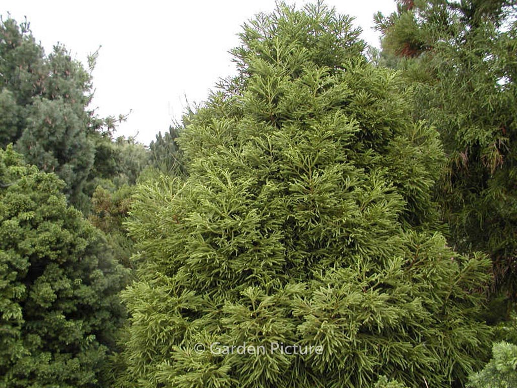 Cryptomeria japonica 'Spiralis'