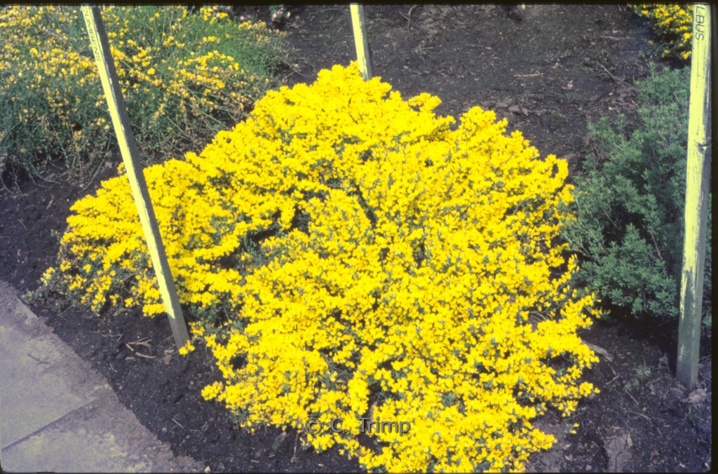 Cytisus decumbens