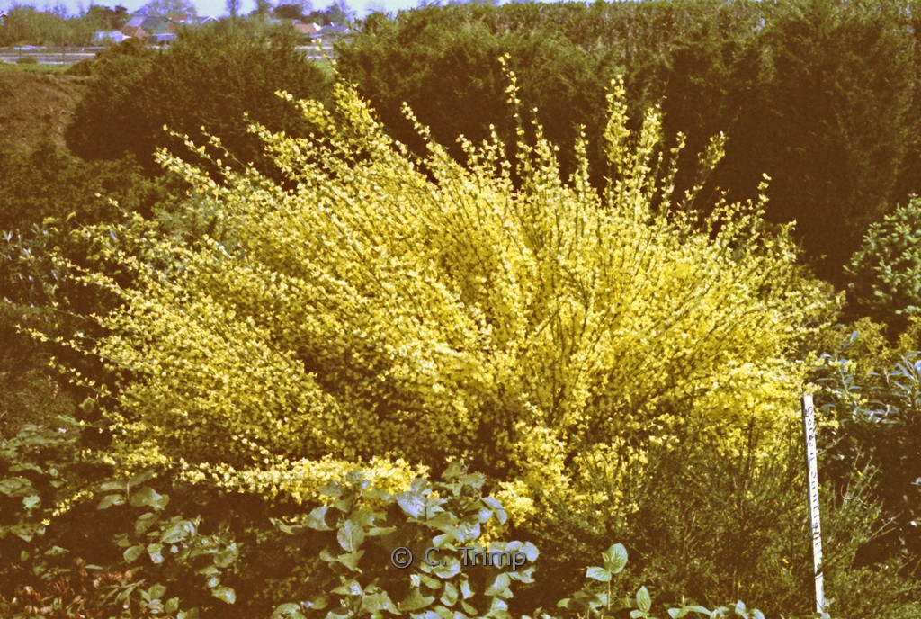 Cytisus 'Golden Sunlight'