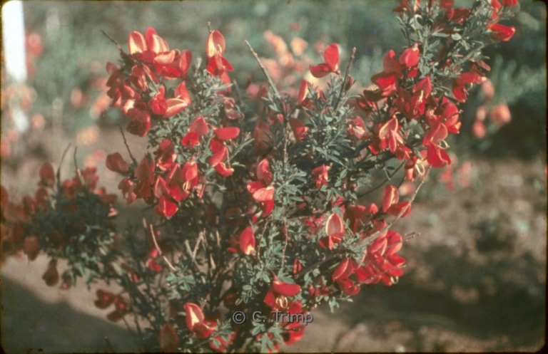 Cytisus praecox 'Hollandia'