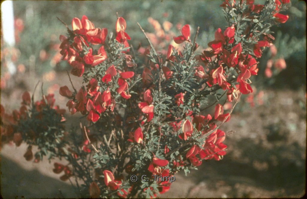 Cytisus praecox 'Hollandia'