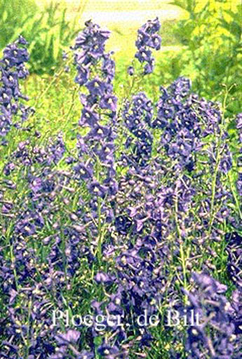 Delphinium 'Kleine Nachtmusik'
