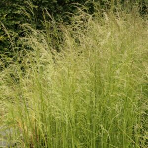 Deschampsia cespitosa 'Tautr&auml;ger'