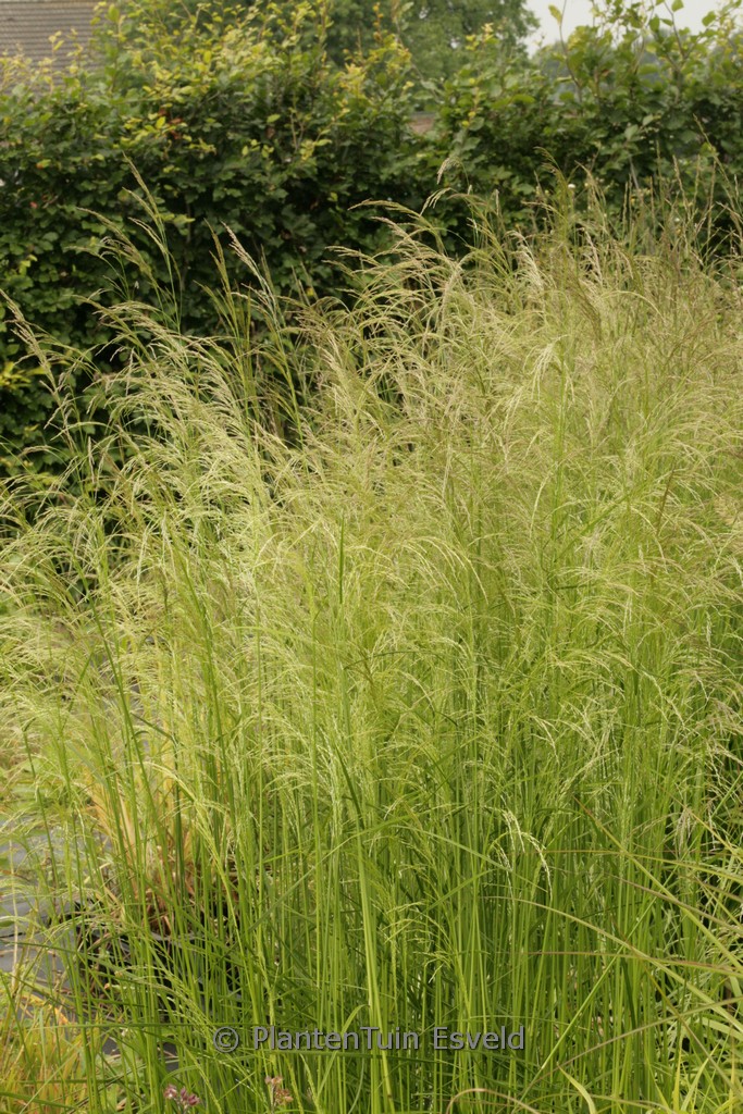 Deschampsia cespitosa 'Tauträger'