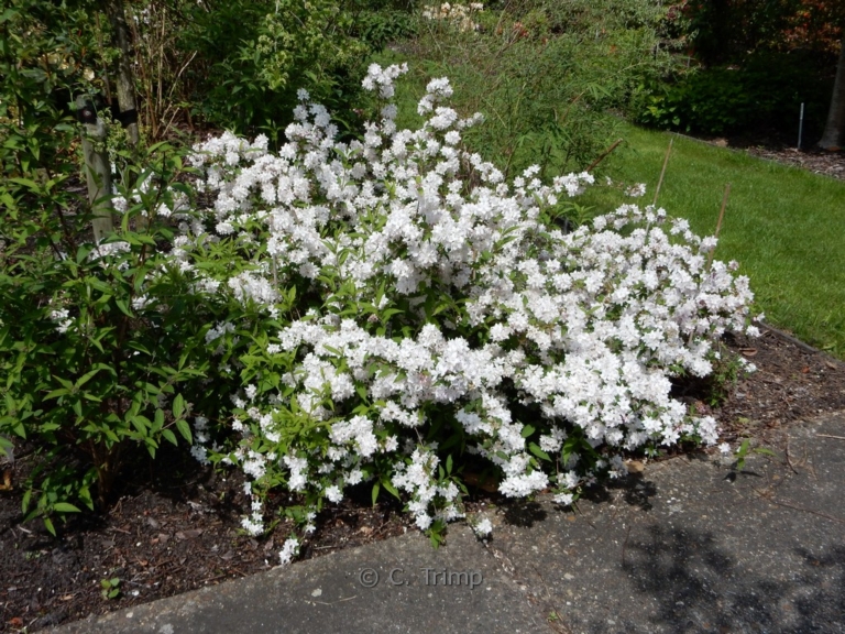Deutzia rosea 'Grandiflora'