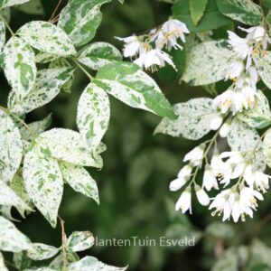 Deutzia scabra 'Punctata'