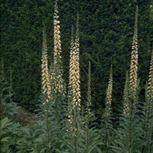Digitalis ferruginea 'Gigantea'