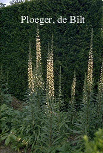 Digitalis ferruginea 'Gigantea'