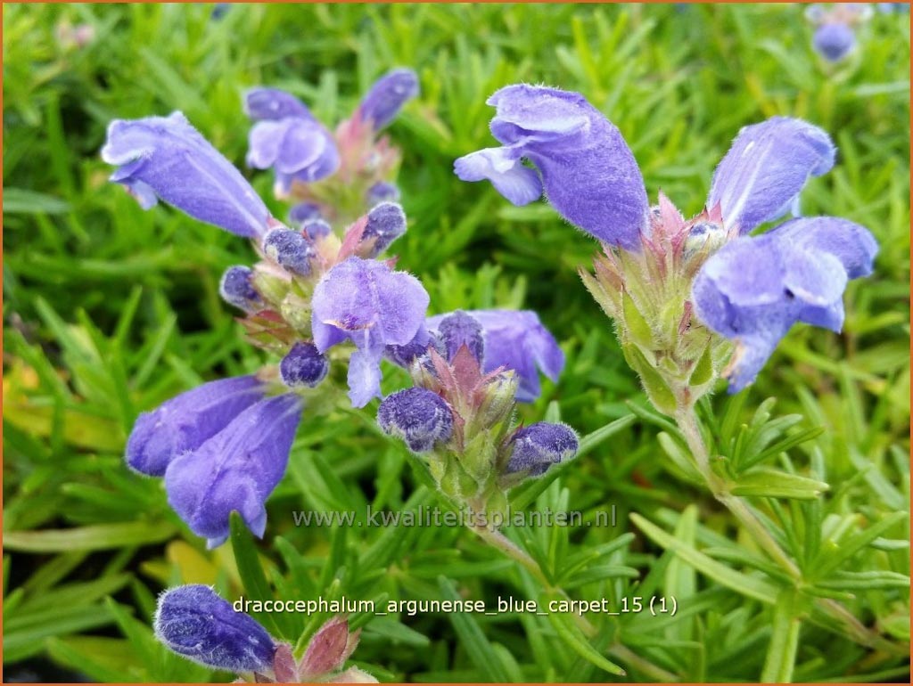 Dracocephalum argunense 'Blue Carpet'