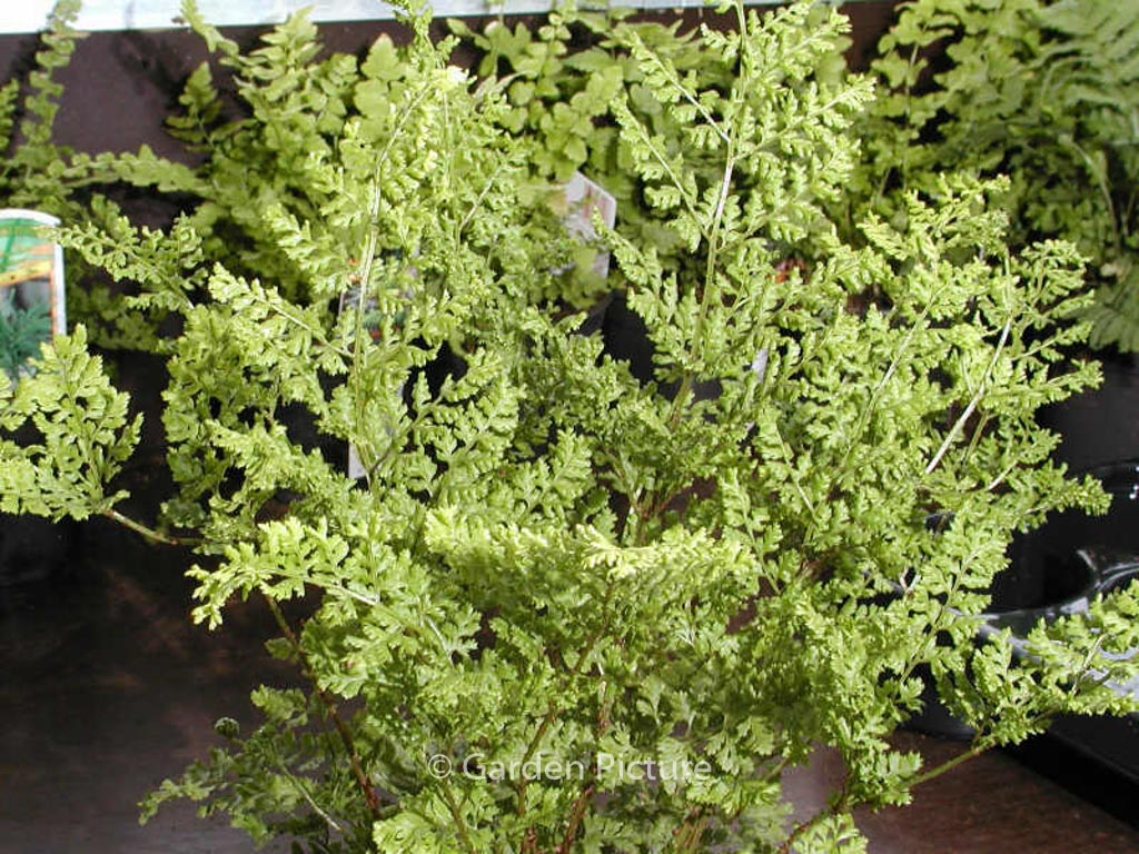 Dryopteris dilatata 'Lepidota Cristata'