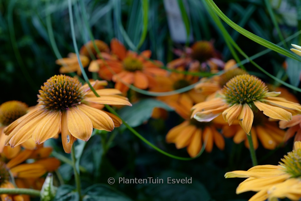 Echinacea purpurea 'Balsomenco' (SOMBRERO FLAMENCO ORANGE)