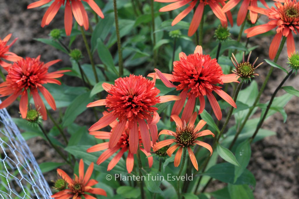 Echinacea purpurea 'Balsomsed' (SOMBRERO SALSA RED)