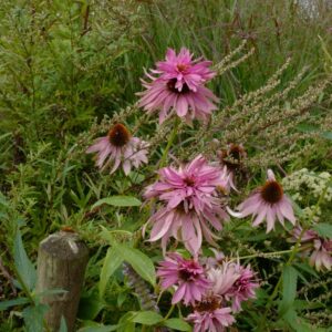 Echinacea purpurea 'Doubledecker'