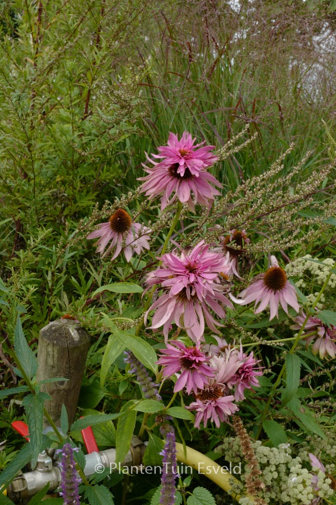 Echinacea purpurea 'Doubledecker'
