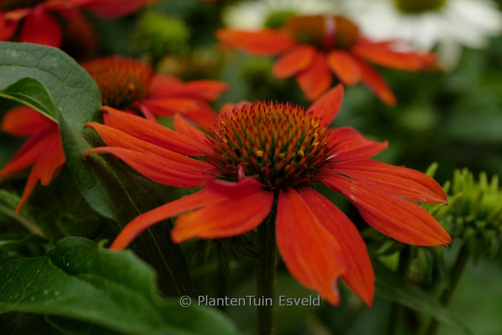 Echinacea purpurea 'SOMBRERO Adobe Orange'