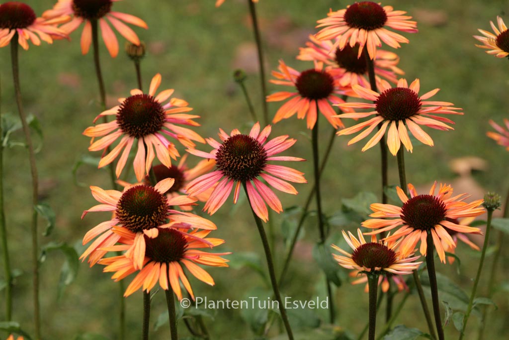Echinacea purpurea 'Sundown'