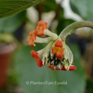 Edgeworthia chrysantha 'Red Dragon'