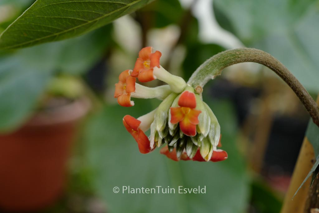 Edgeworthia chrysantha 'Red Dragon'