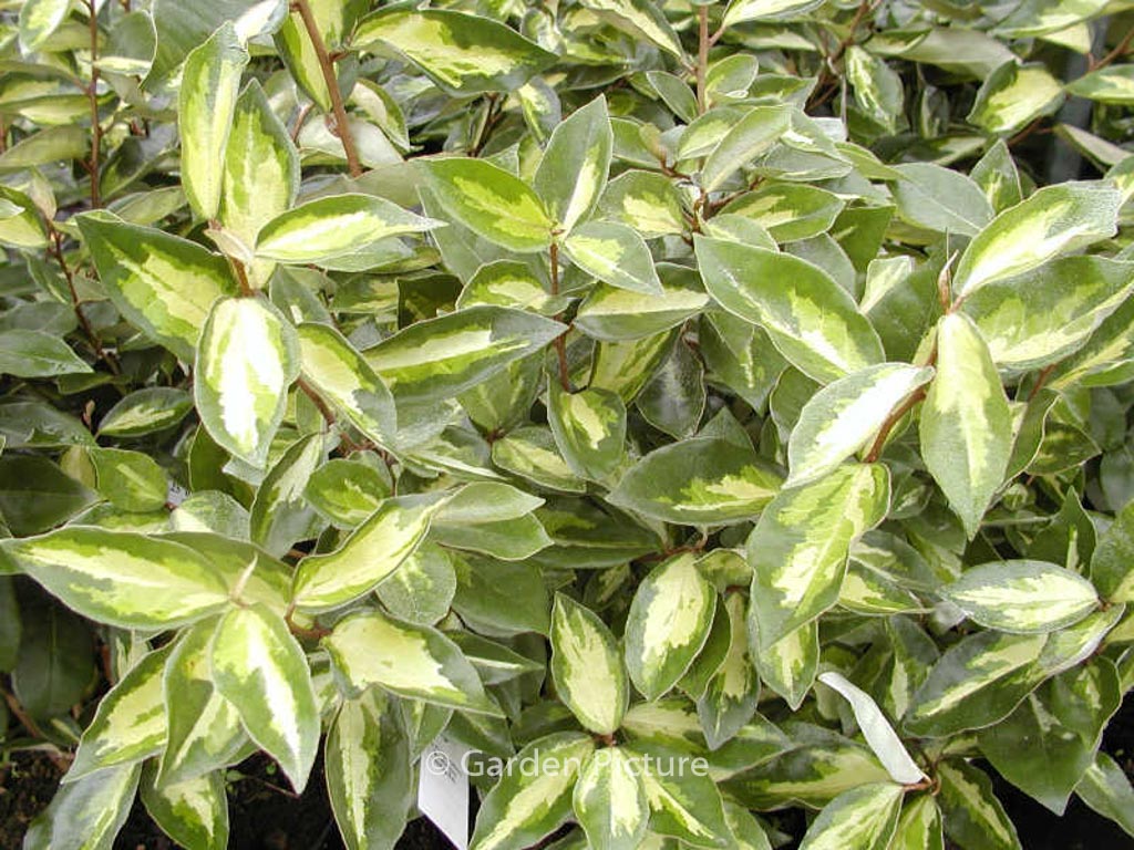 Elaeagnus ebbingei 'Lemon Ice'