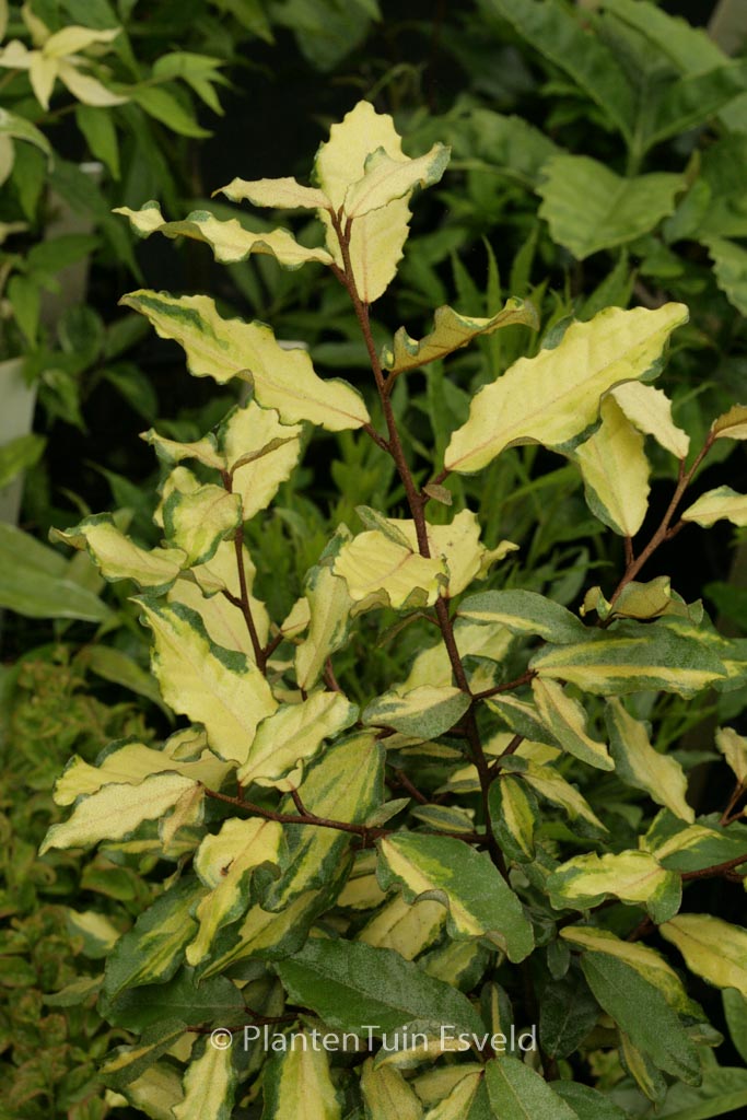Elaeagnus pungens 'Frederici'